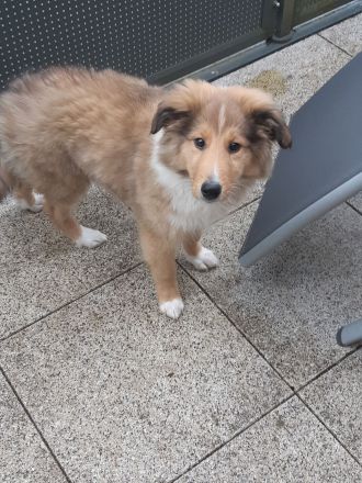 1 supersüsser Colliewelpe