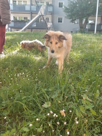 1 supersüsser Colliewelpe