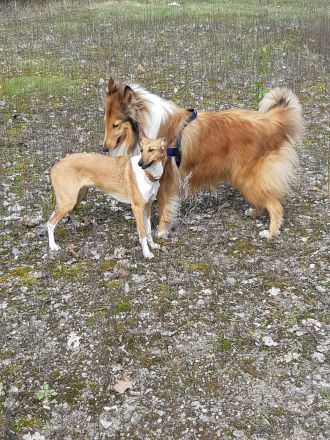 1 supersüsser Colliewelpe