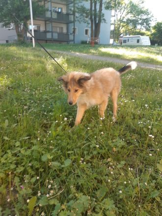 1 supersüsser Colliewelpe