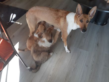 1 supersüsser Colliewelpe