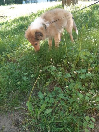 1 supersüsser Colliewelpe