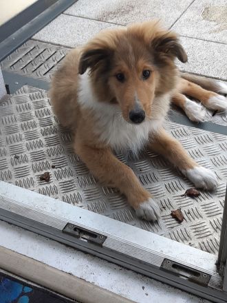 1 supersüsser Colliewelpe