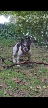 Reinrassige französische Bulldogge zur Deckung.