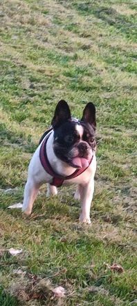 Reinrassige französische Bulldogge zur Deckung.