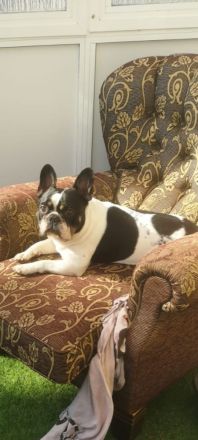 Reinrassige französische Bulldogge zur Deckung.