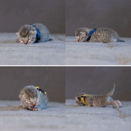 Europäisch Kurzhaarkitten suchen zuhause