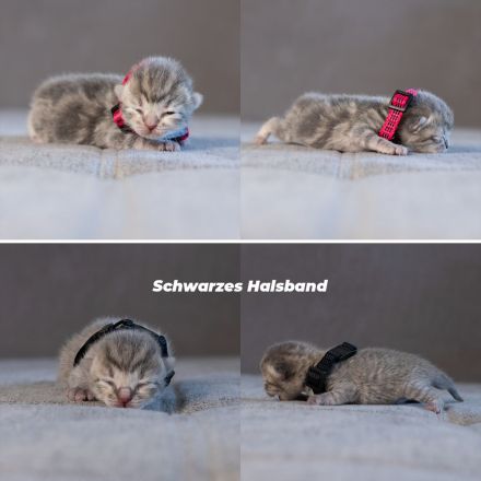 Europäisch Kurzhaarkitten suchen zuhause