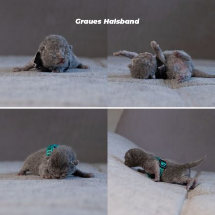 Europäisch Kurzhaarkitten suchen zuhause