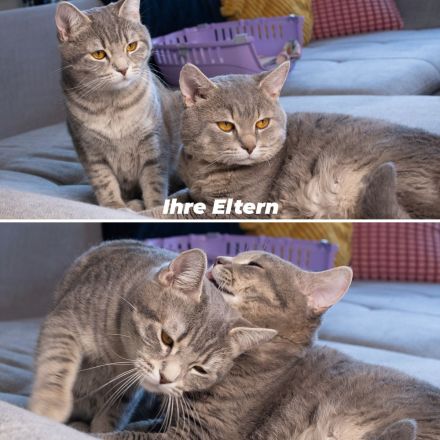 Europäisch Kurzhaarkitten suchen zuhause