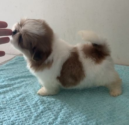 Wunderschöne Shih Tzu Welpen