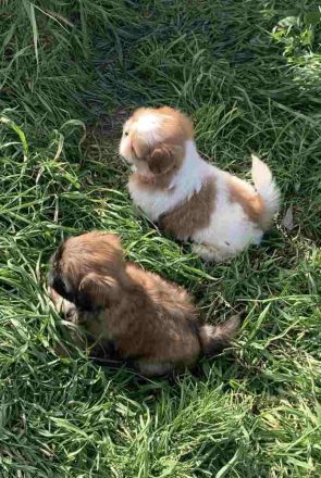 Wunderschöne Shih Tzu Welpen