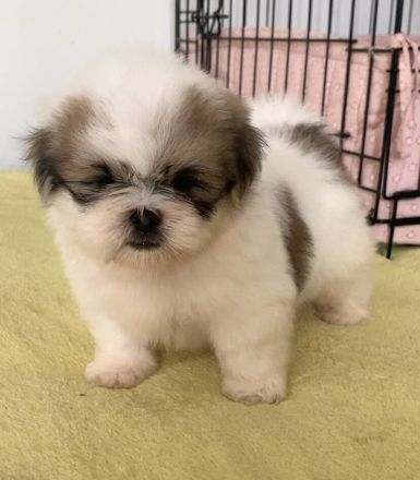 Wunderschöne Shih Tzu Welpen