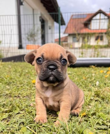 Französische Bulldogge Welpen mit Ahnentafeln