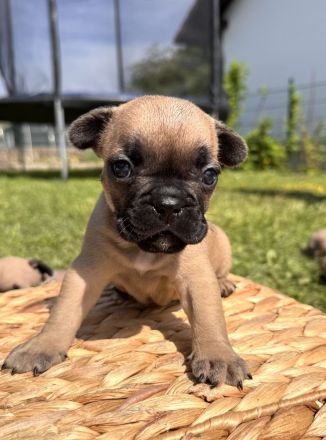 Französische Bulldogge Welpen mit Ahnentafeln