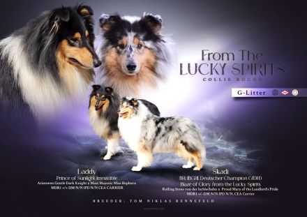 Wir erwarten Collie Welpen in blue merle und Tricolour!