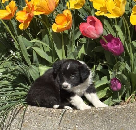 Border Collie Welpen