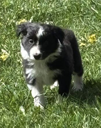 Border Collie Welpen
