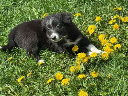 Border Collie Welpen
