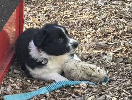 Border Collie Welpen