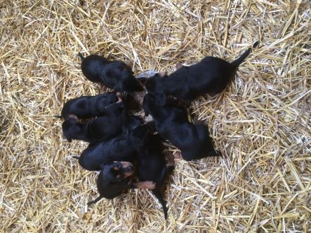 Deutsche Pinscher Welpen