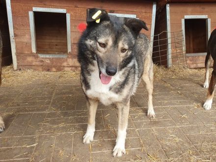 Alina, freundliche, verspielte Hündin, 4 Jahre, 48 cm