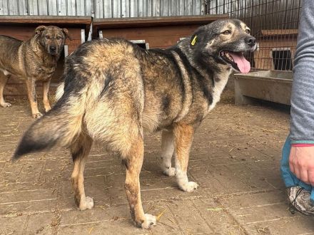 Alina, freundliche, verspielte Hündin, 4 Jahre, 48 cm