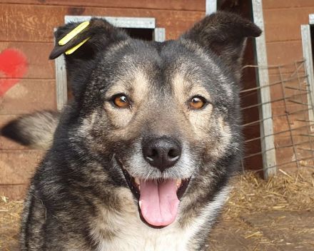 Alina, freundliche, verspielte Hündin, 4 Jahre, 48 cm