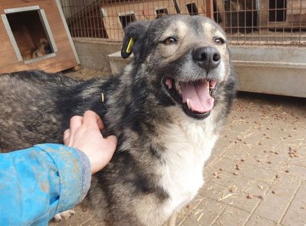 Alina, freundliche, verspielte Hündin, 4 Jahre, 48 cm