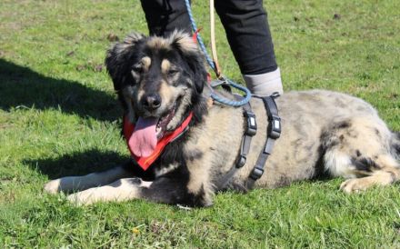 Sonnenschein Aramis sucht Familienanschluss