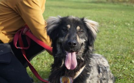 Sonnenschein Aramis sucht Familienanschluss