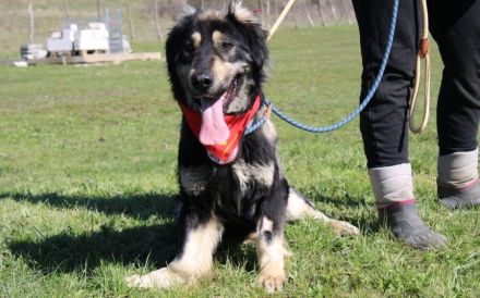 Sonnenschein Aramis sucht Familienanschluss