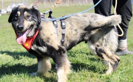 Sonnenschein Aramis sucht Familienanschluss