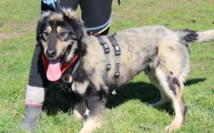 Sonnenschein Aramis sucht Familienanschluss