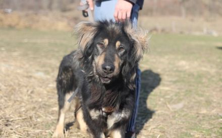 Sonnenschein Aramis sucht Familienanschluss