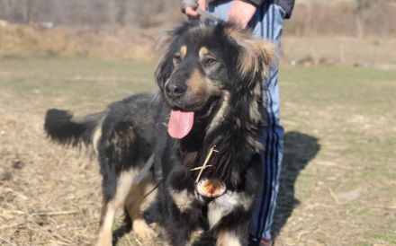 Sonnenschein Aramis sucht Familienanschluss