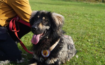 Sonnenschein Aramis sucht Familienanschluss