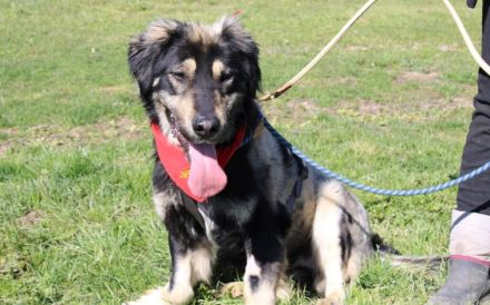 Sonnenschein Aramis sucht Familienanschluss