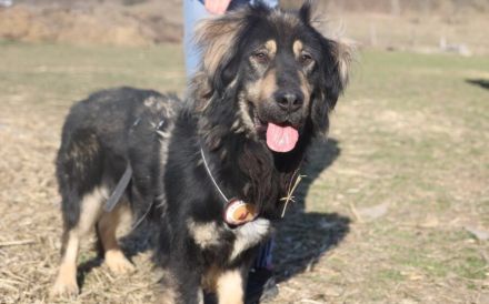 Sonnenschein Aramis sucht Familienanschluss