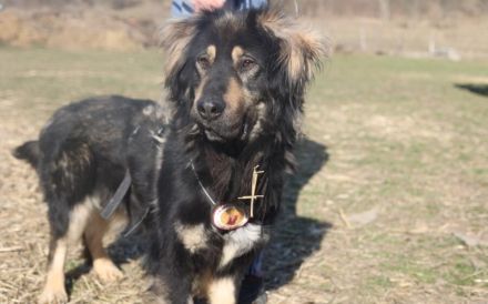 Sonnenschein Aramis sucht Familienanschluss