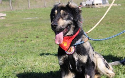 Sonnenschein Aramis sucht Familienanschluss