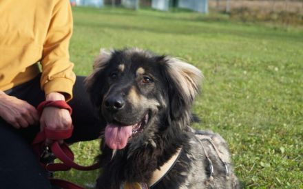 Sonnenschein Aramis sucht Familienanschluss