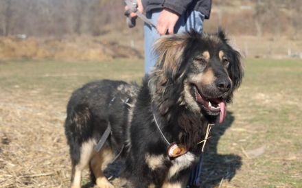 Sonnenschein Aramis sucht Familienanschluss