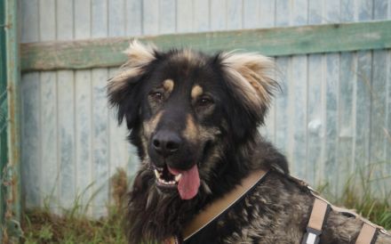 Sonnenschein Aramis sucht Familienanschluss