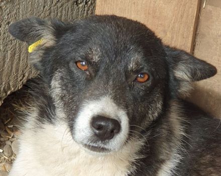 Ramon, ruhiger und angenehmer Zeitgenosse, 2,5 Jahre, 51 cm