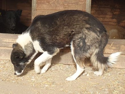 Ramon, ruhiger und angenehmer Zeitgenosse, 2,5 Jahre, 51 cm