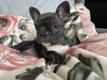 Französische Bulldogge Welpen