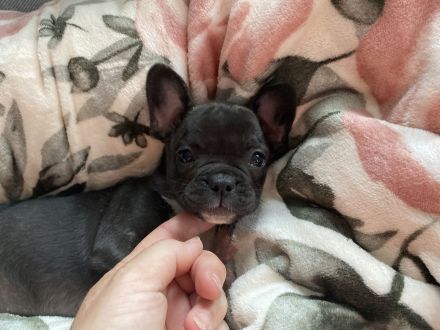 Französische Bulldogge Welpen