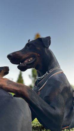9 Wochen alte Dobermann Welpen