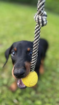 9 Wochen alte Dobermann Welpen